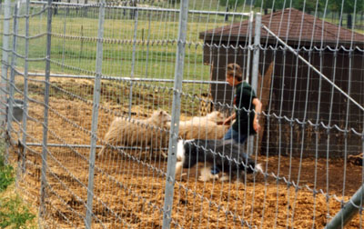 Summer having trouble getting the sheep out of the corner.